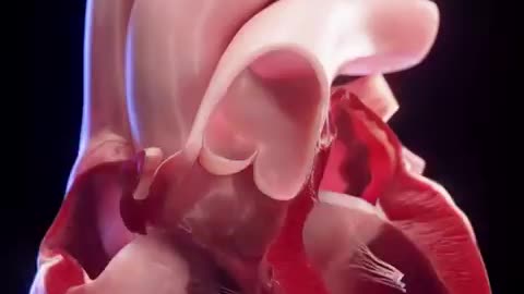 Human heart from the inside