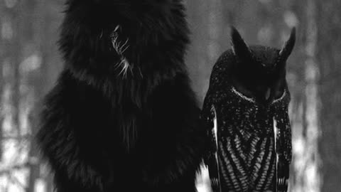 CATOWL