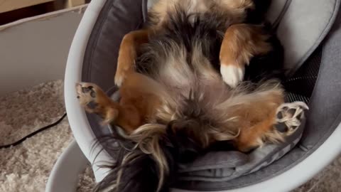 Baby and a Dog Chilling