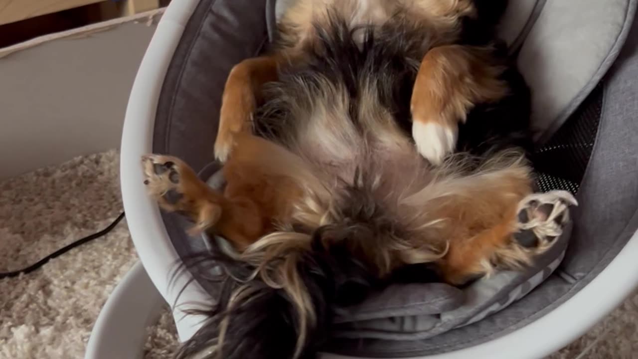 Baby and a Dog Chilling