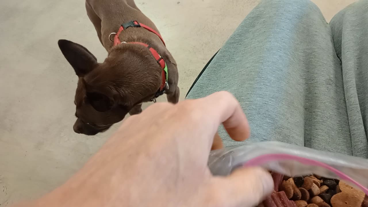 Milo 5y A882460@TRN, in a heavenly foster home now but would genuinely love to be adopted20251102544