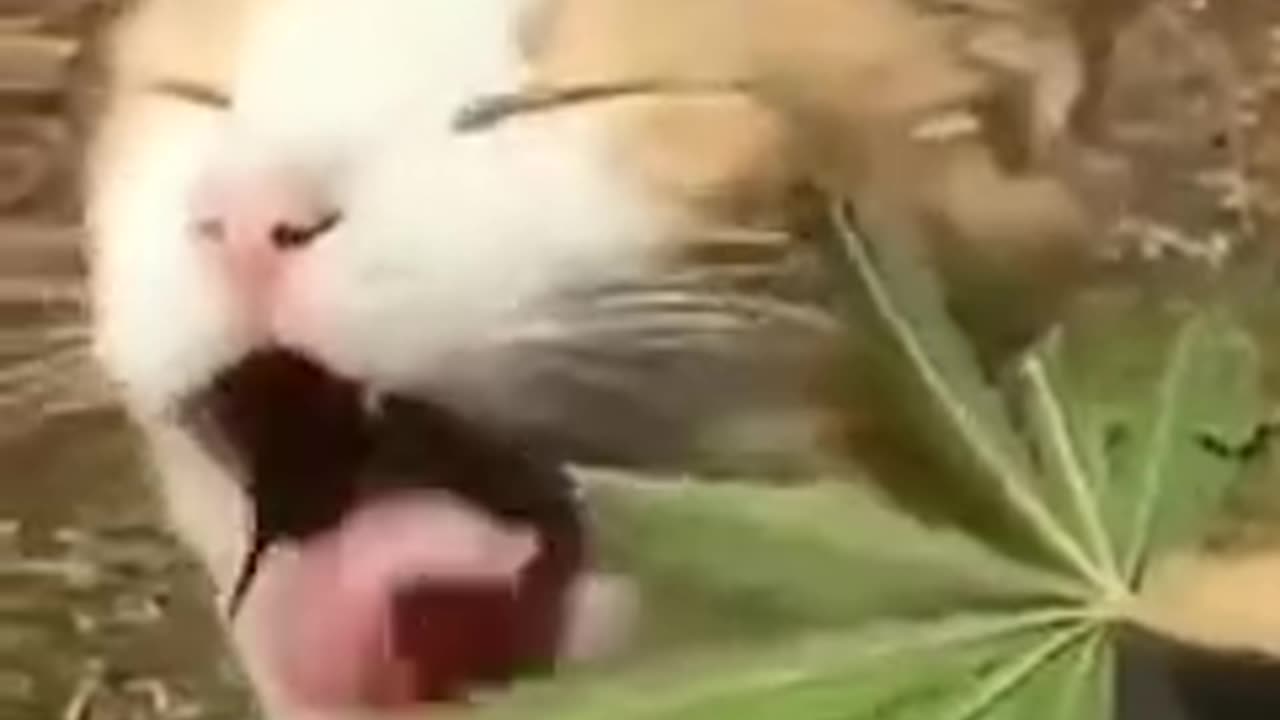 funny animal animation