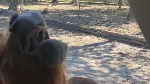 Hungry Horse Opens Wide