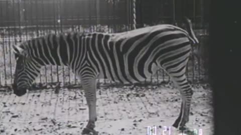 BABIES OF WILD ANIMALS - BABIES OF WILD ANIMALS - fc-fc-473