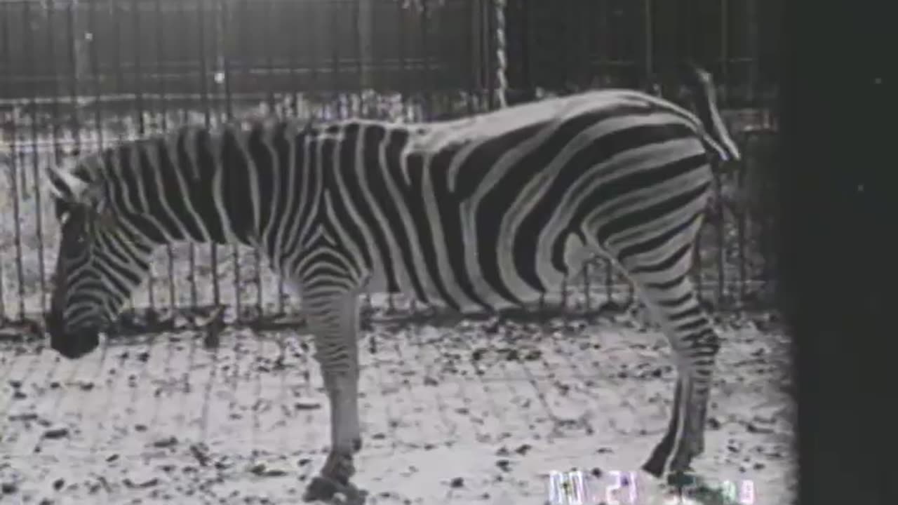 BABIES OF WILD ANIMALS - BABIES OF WILD ANIMALS - fc-fc-473