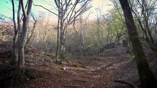 🍂 Autumn Forest Ambience | Relaxing Fall Nature Sounds for Sleep, Meditation & Calm 🌲