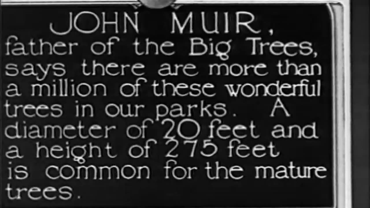 BIG TREES OF CALIFORNIA, THE - BIG TREES OF CALIFORNIA, THE - fc-fc-2416