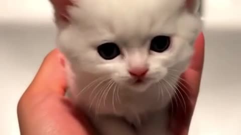 Soap from a cat