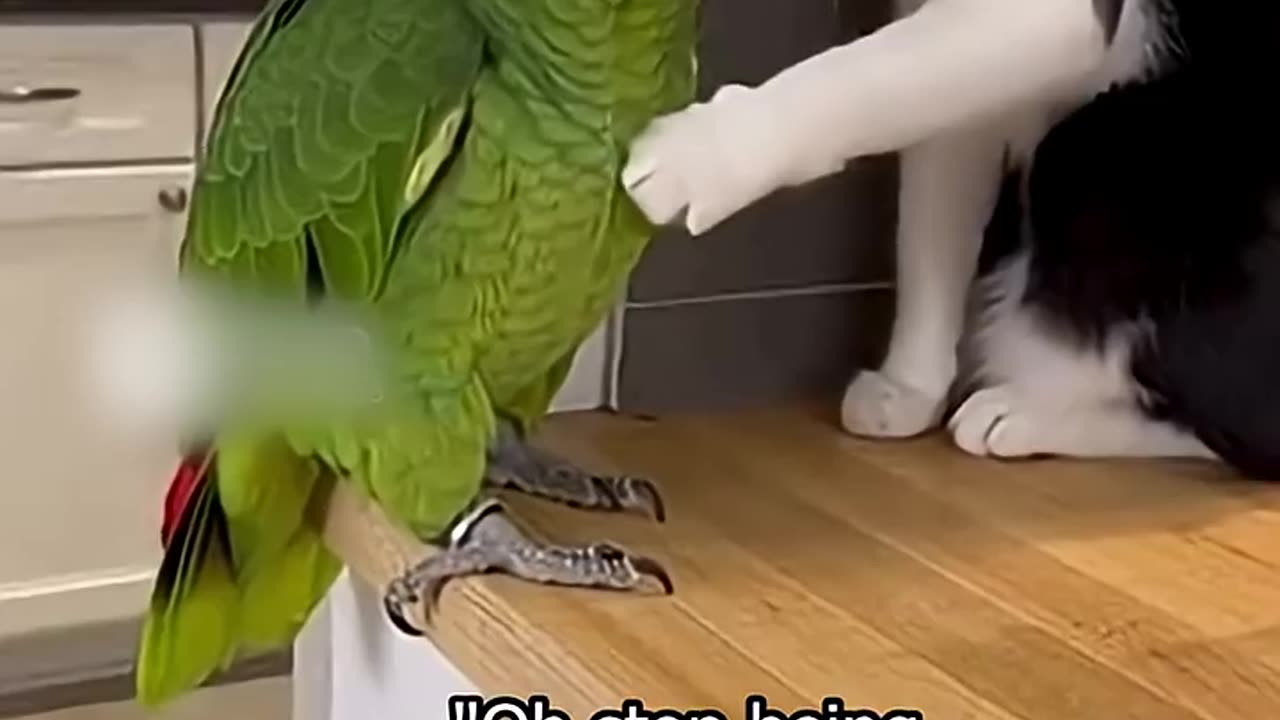 This American Parrot Wants FBI Now