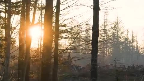 Daily Horoscope | Leo 🌟