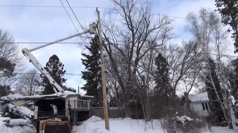[4K] Tree Removal! #2 Safely lower & remove Manitoba Maple tree & Elm tree!