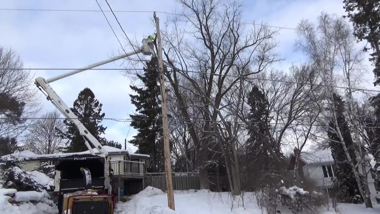 [4K] Tree Removal! #2 Safely lower & remove Manitoba Maple tree & Elm tree!