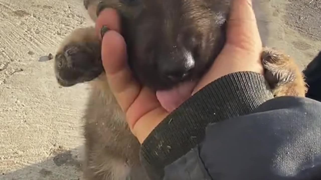 Male wolfdog né le 23 decembre