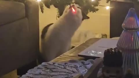 It’s That Time of the Year 😺🎄