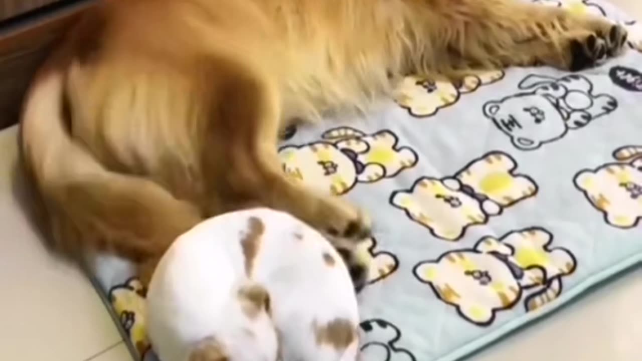 The dog is dreaming and kicking with its back legs. Hahaha!