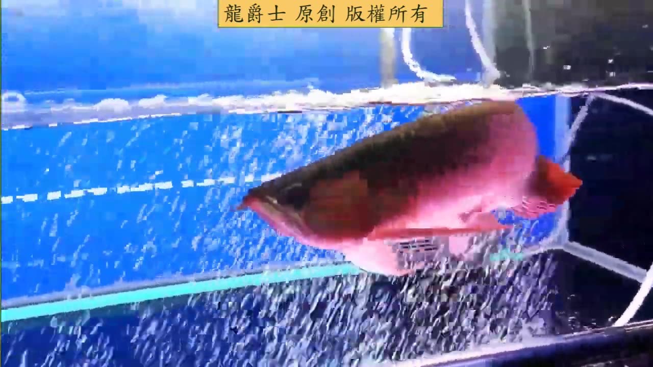 【龍爵士】紀錄 紅龍