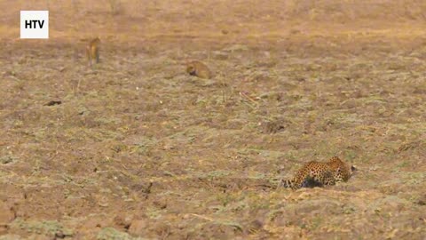 Cheetah & African Wildlife #8 - Amazing Big Cats and Safari Life