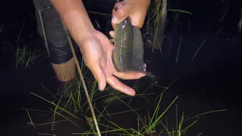 Fishing in the Swamp | Catching Fish Straight from the Nest