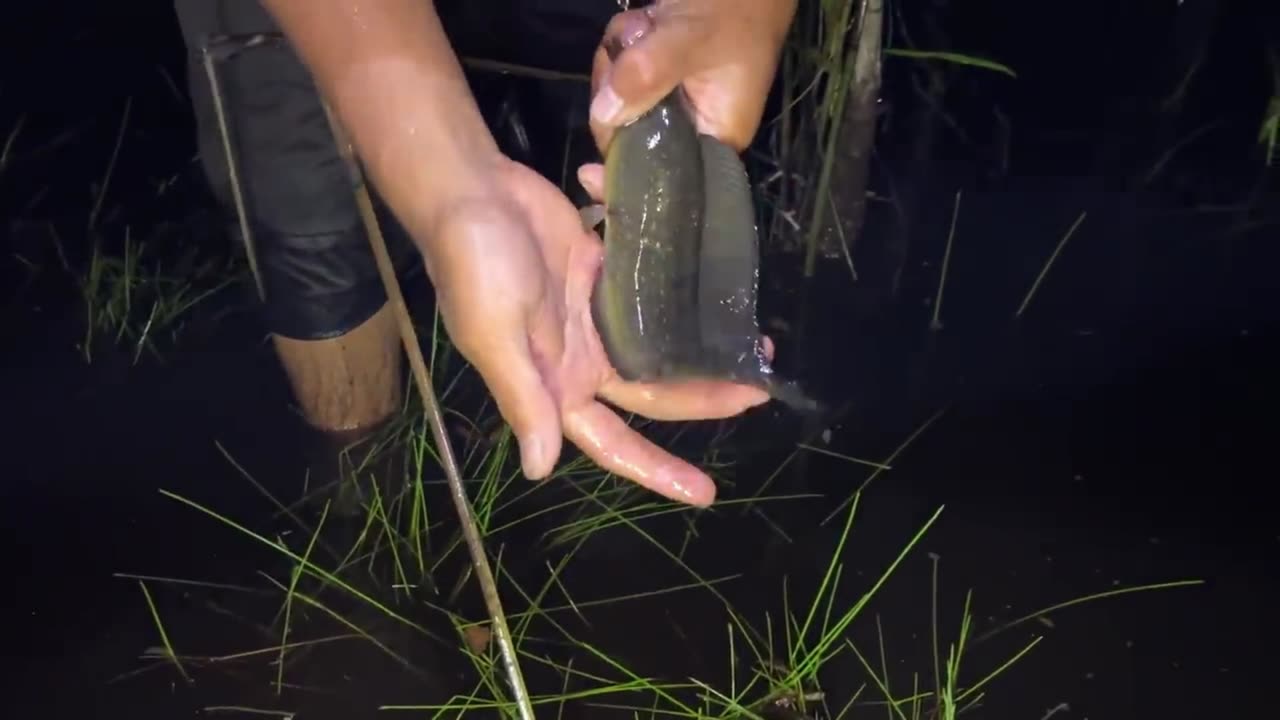 Fishing in the Swamp | Catching Fish Straight from the Nest