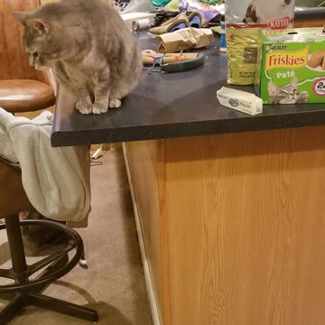 Cory: cat. Counter: sat. #SparklegleamFarm #Cory #homestead #cats #catlife #cute