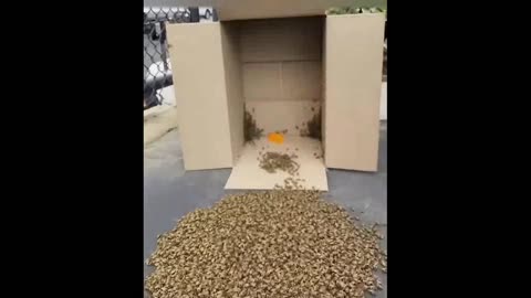 A swarm of bees.