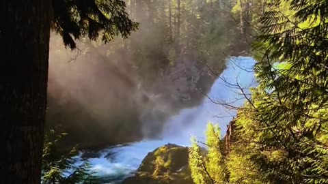 "Whispers of the Wild | A Cinematic Journey Through Untouched Forests 🌲✨"