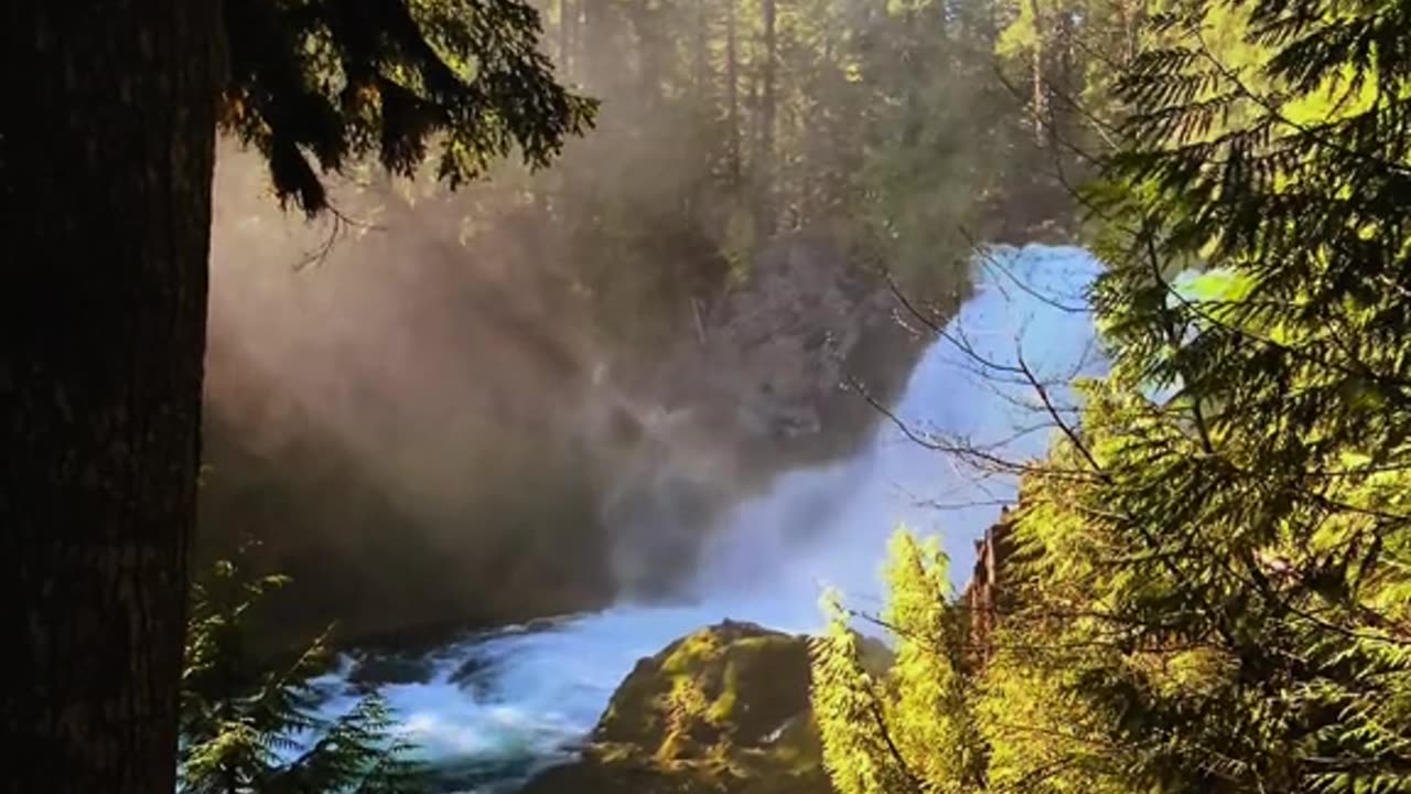 "Whispers of the Wild | A Cinematic Journey Through Untouched Forests 🌲✨"