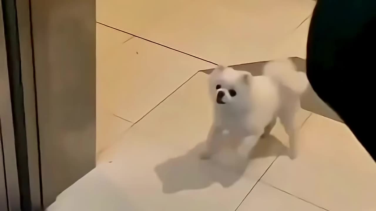 This is a very dangerous puppy