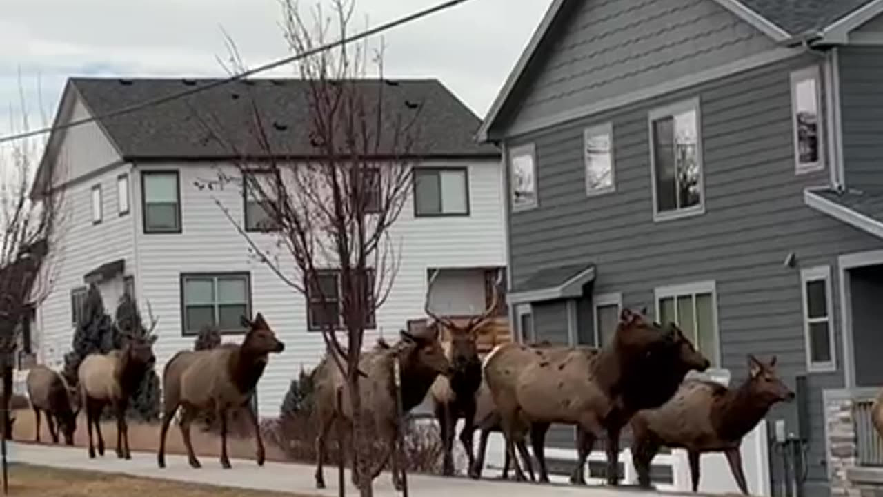 Amazing Local Traffic in Loveland Colorado