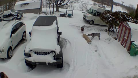 Dogs Startle Delivery Driver