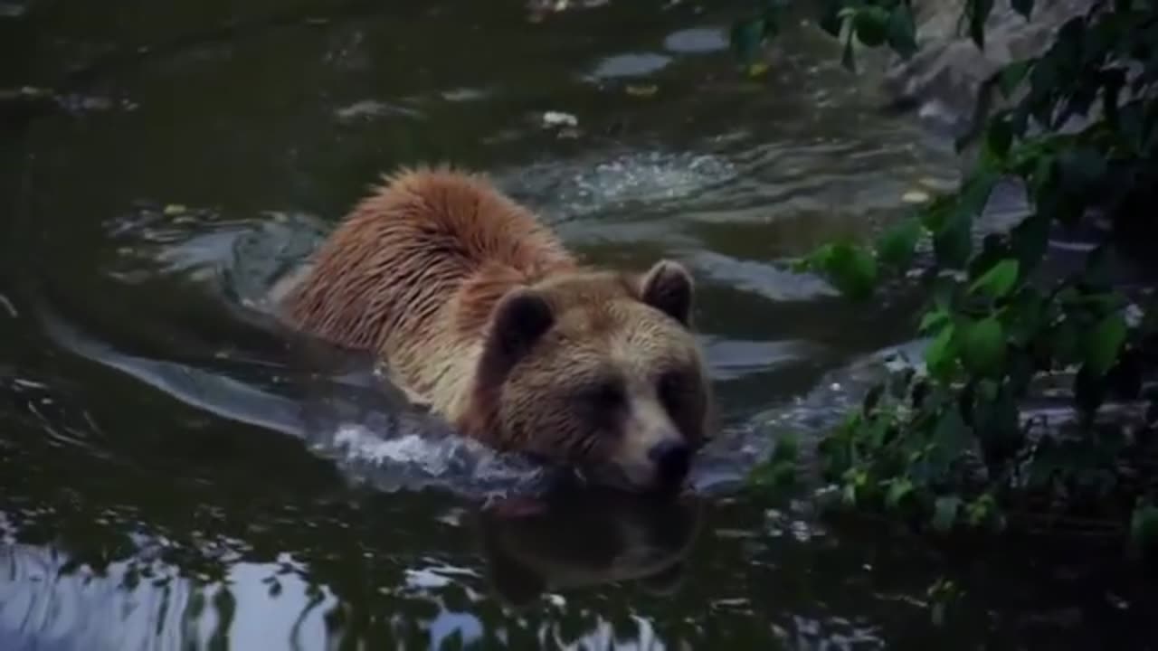 Wild Animals _ Wildlife Documentary _ Animals Video