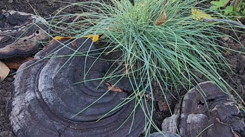 Serene setting but at faster speeds a creepy Halloween video