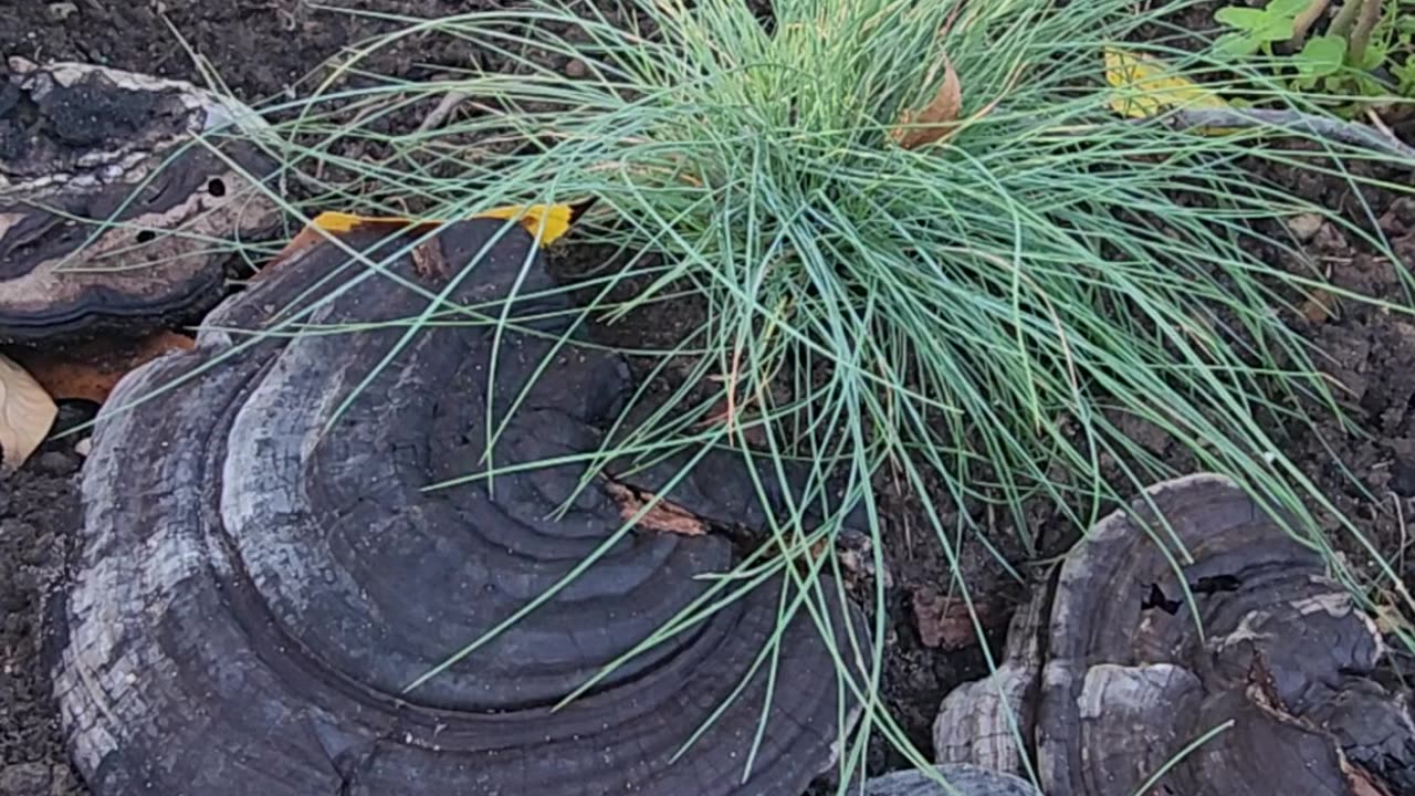 Serene setting but at faster speeds a creepy Halloween video