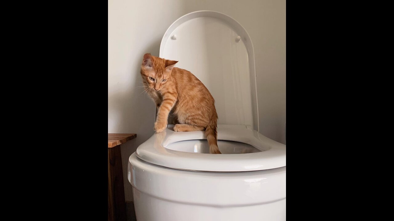The Funniest Cats & People Moments | Trending Videos😂
