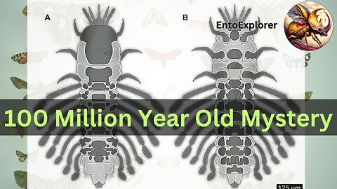 Prehistoric Mystery Insect - An Investigation