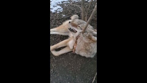 I caught Backwoods coyote #10 in a snare... #predator, #coyote, #trapping, #snares, #Godscountry