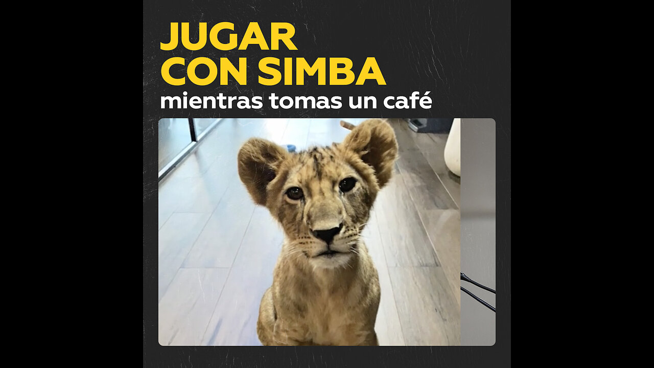 Una cafetería con leones en Tailandia