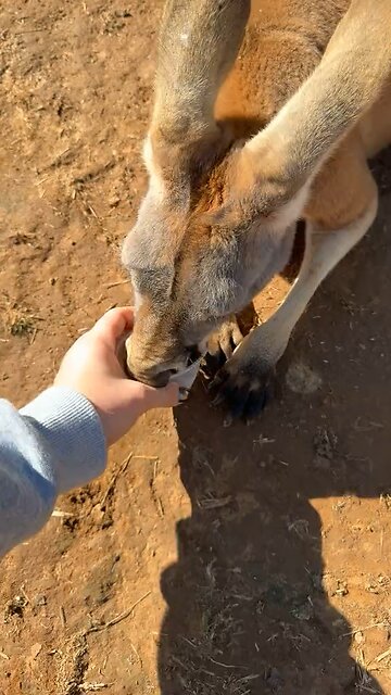 Feeding a kangaroo