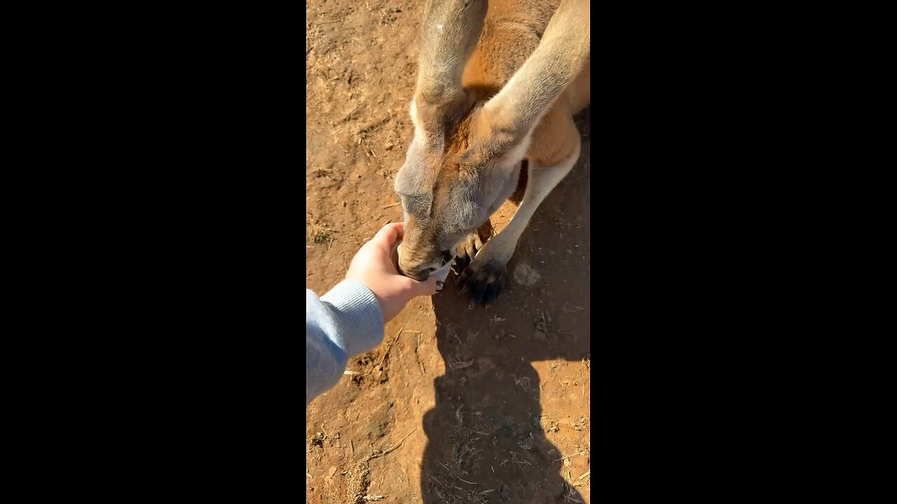 Feeding a kangaroo
