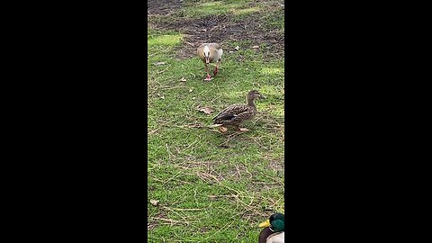 Canada Goose 🪿 & Mallard Duck 🦆 #canadagoose #mallardduck #followme #shorts #viral #trending