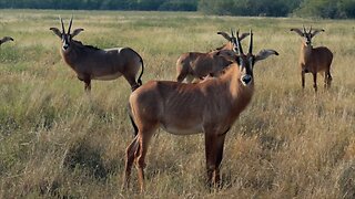 Oryx Hunting in Texas!