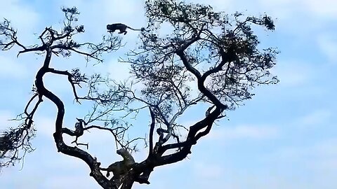 This tiger tried to catch a monkey in a tree, what happened #shorts #viral #faktaunik