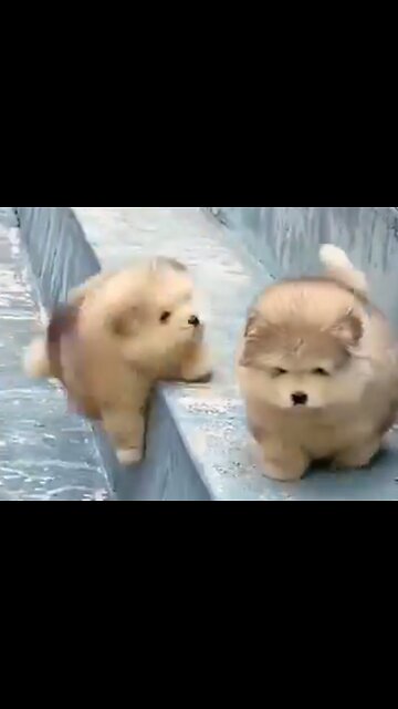 Giant Alaskan Malamute puppies are possibly the most fluffy creatures on Earth.