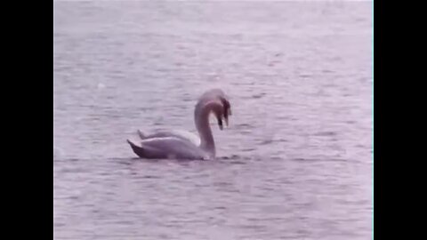 Concerning Swans 1984