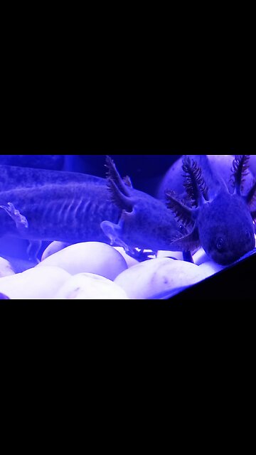 The Adorable Creature That Can Regrow Its Own Limbs!