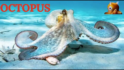 🦑 World Octopus Day 🌊 Masters of Disguise Beneath the Sea 🧠🐙 #OctopusWisdom
