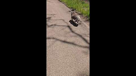 The Australian koala 🐨 ❤️