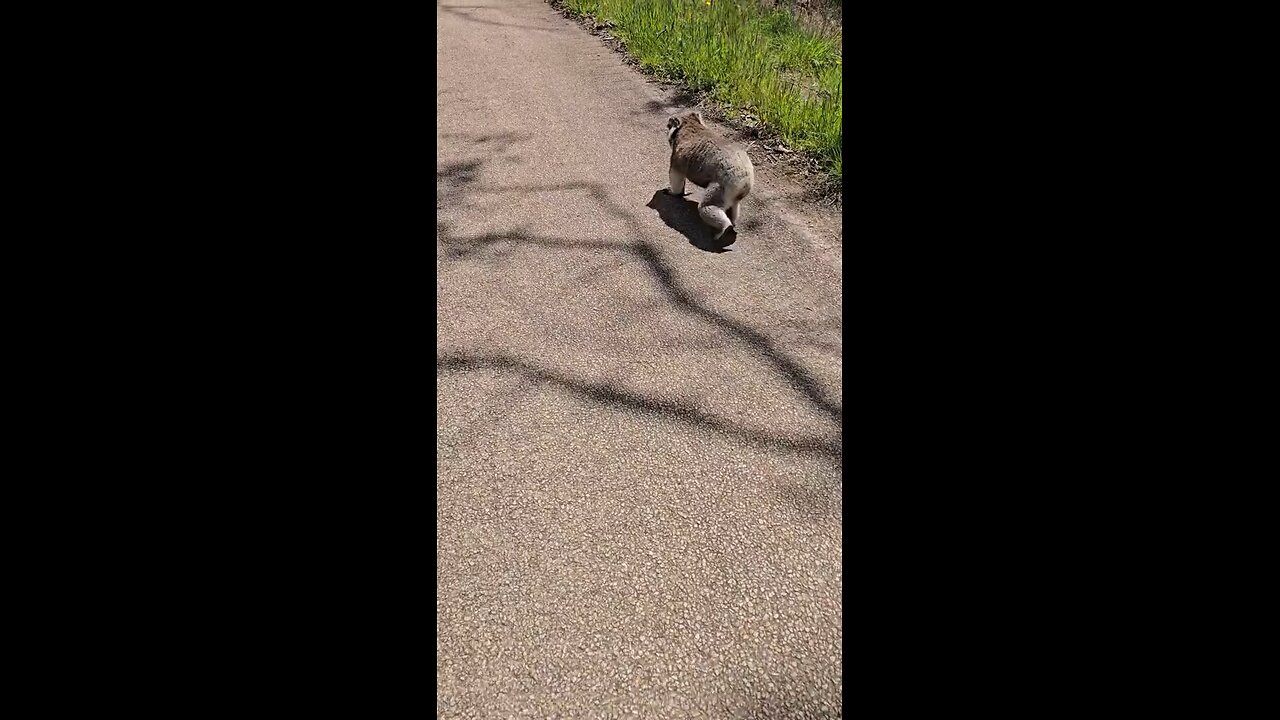 The Australian koala 🐨 ❤️