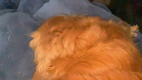 Windy and rainy weather suitable for sleeping 💤