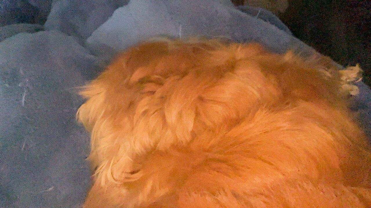 Windy and rainy weather suitable for sleeping 💤